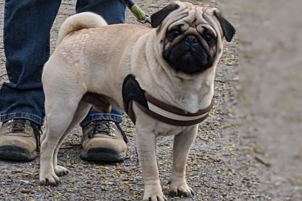 Pug Puppies breeder image 10