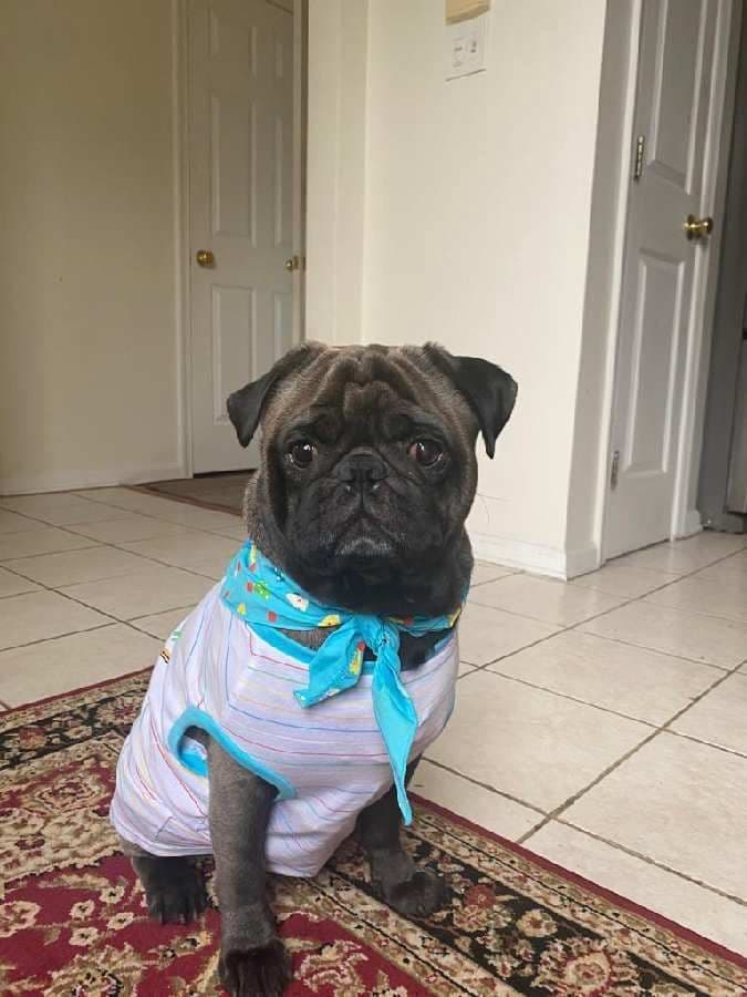 Pug Puppies breeder image 11
