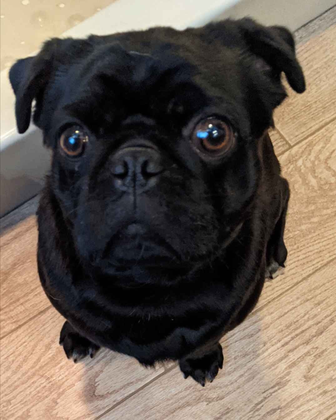 Pug Puppies breeder image 13