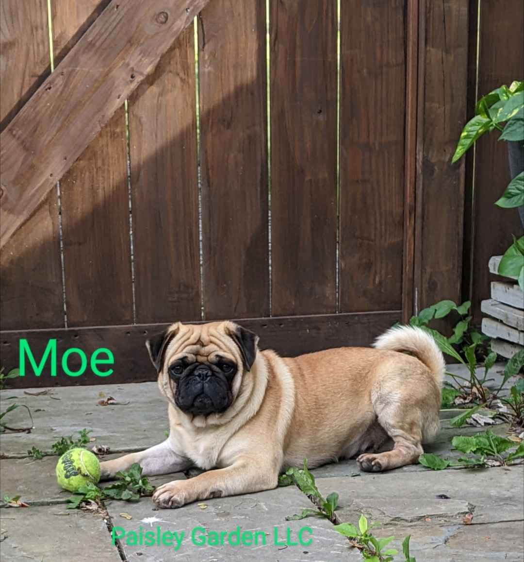 Pug Puppies breeder image 14