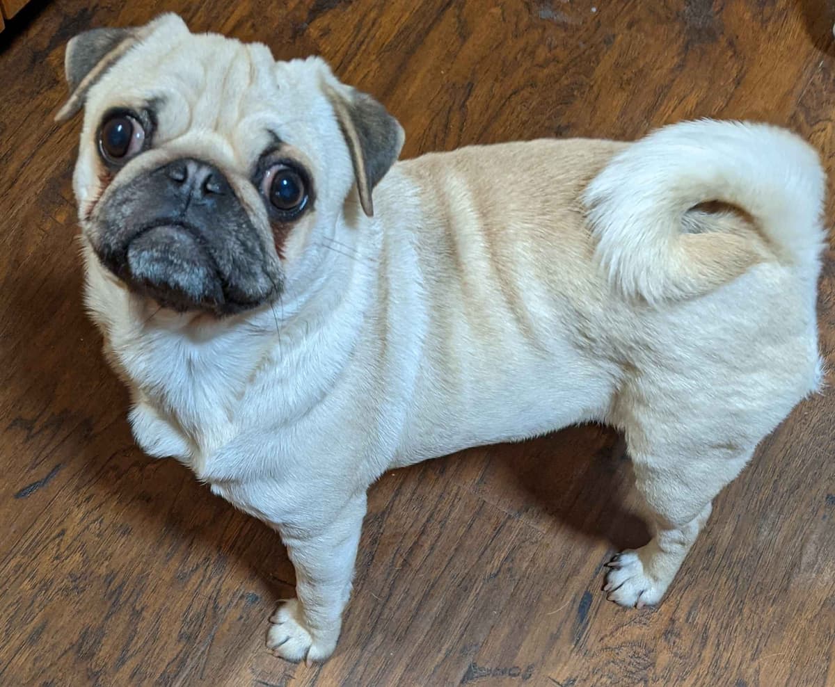 Pug Puppies breeder image 15