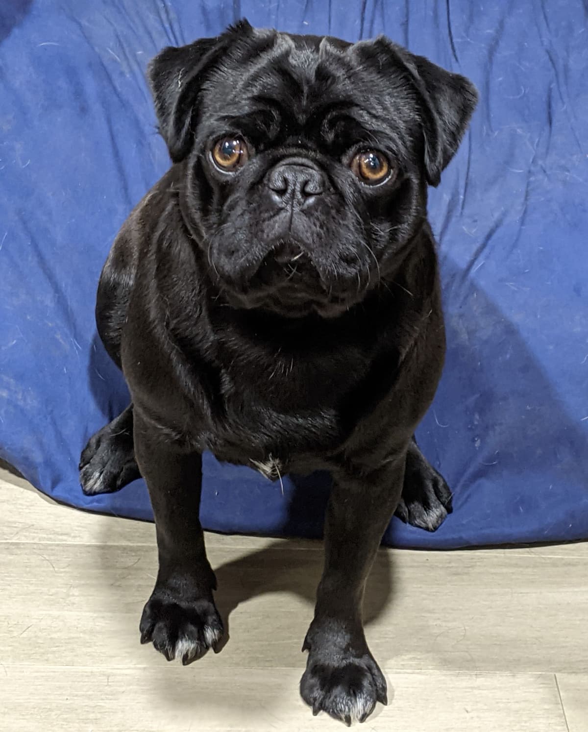 Pug Puppies breeder image 20