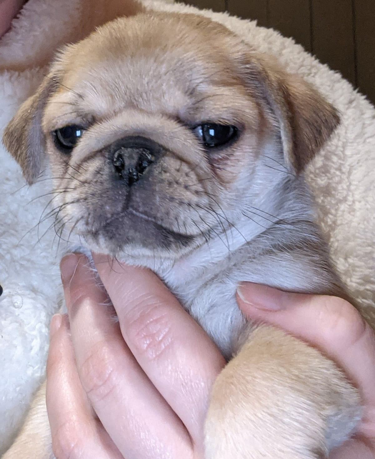 Pug Puppies breeder image 19