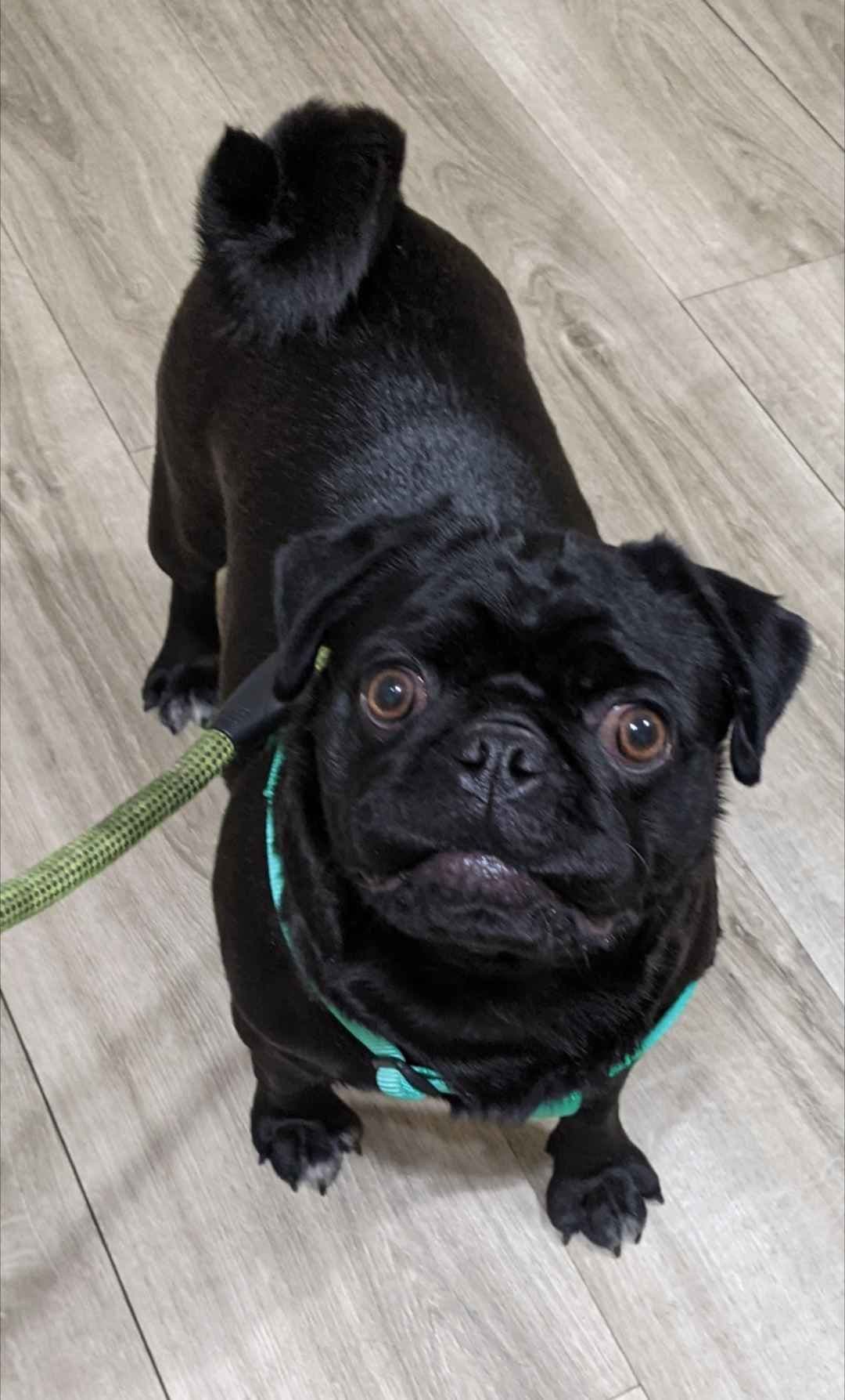 Pug Puppies breeder image 24