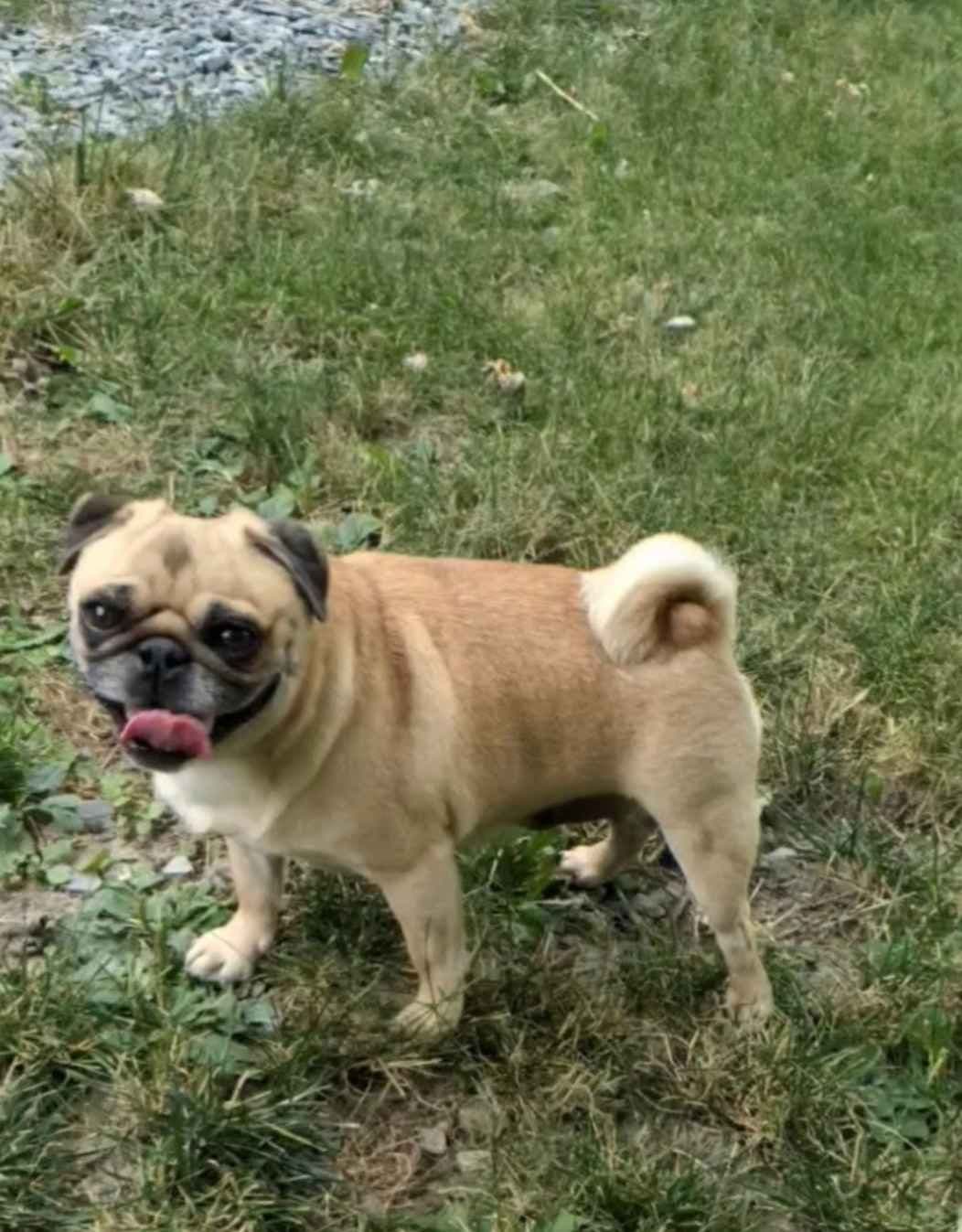 Pug Puppies breeder image 22