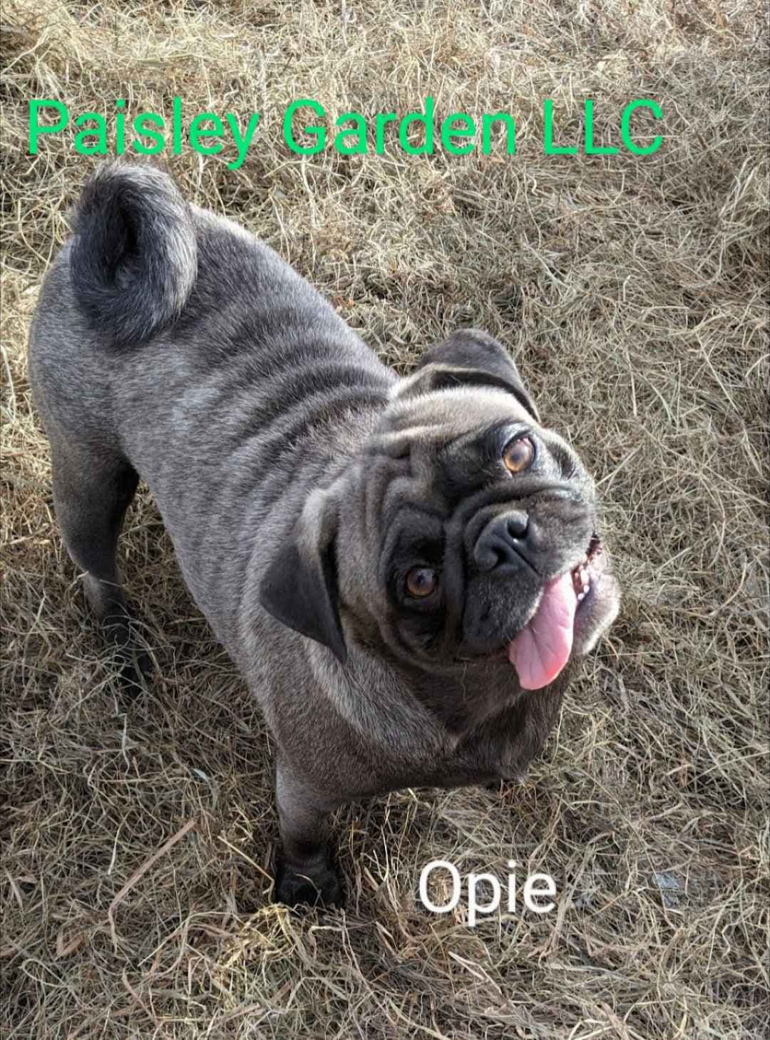 Pug Puppies breeder image 25