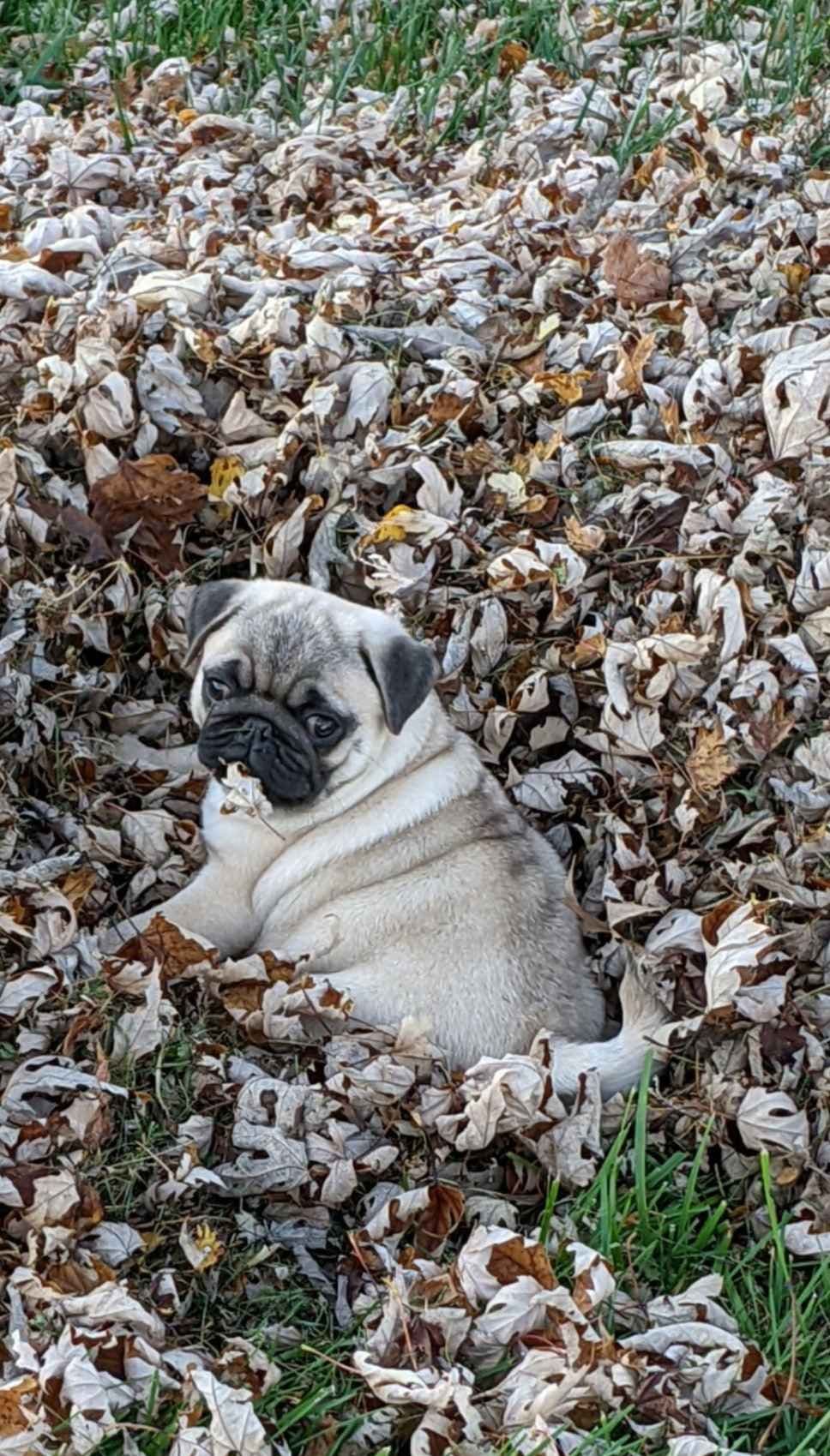 Pug Puppies breeder image 26