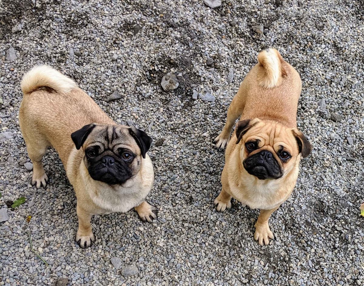 Pug Puppies breeder image 27