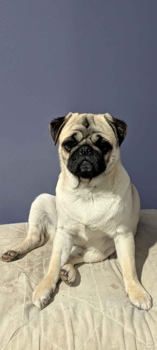 Pug Puppies media 2