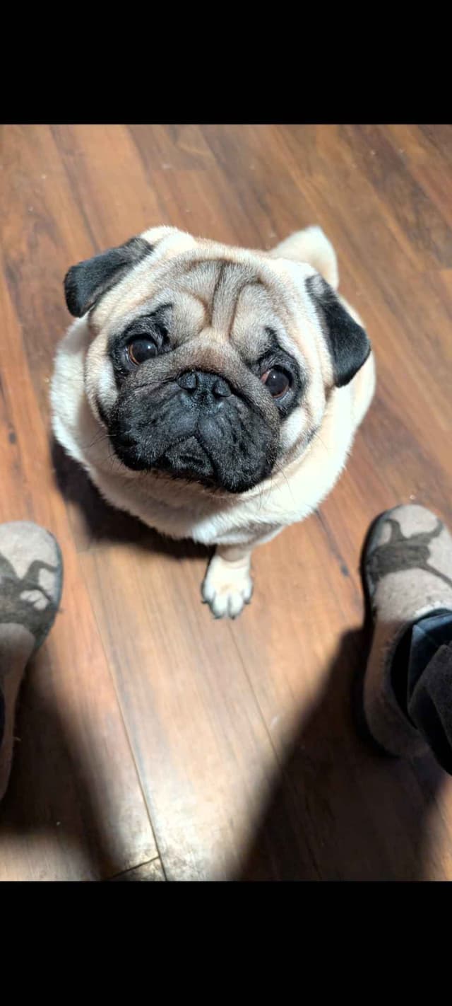 Pug Puppies media 3