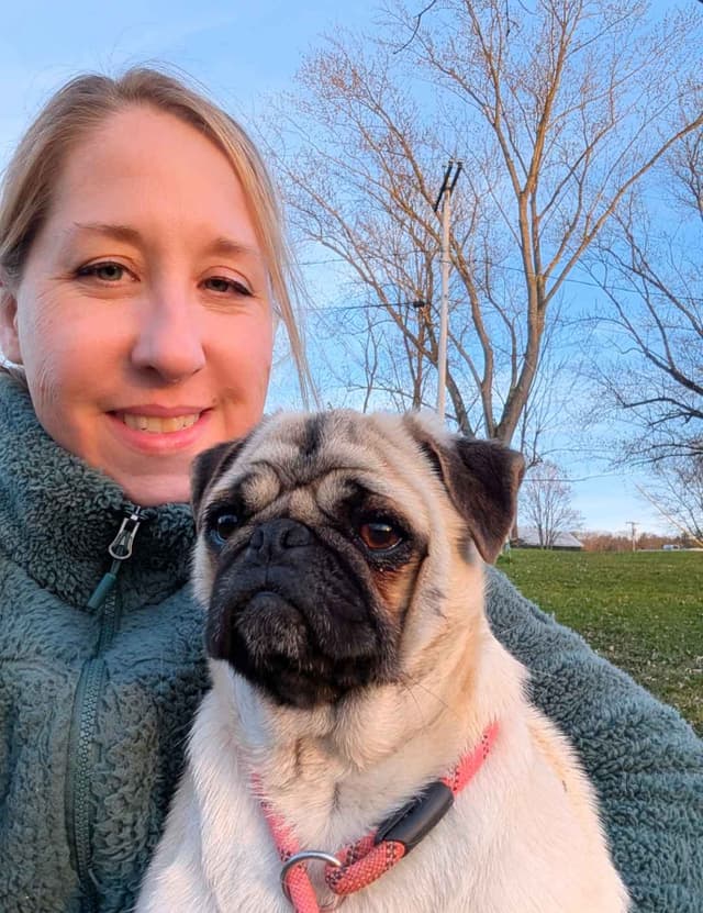 Pug Puppies media 4