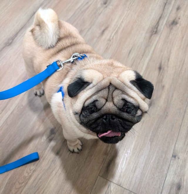 Pug Puppies media 5