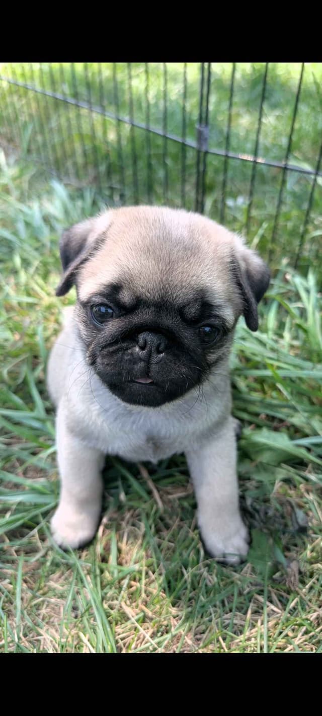 Pug Puppies media 7
