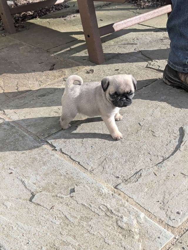 Pug Puppies media 8