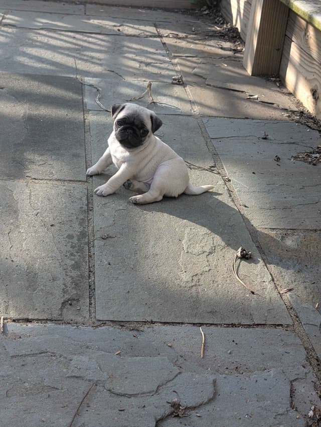 Pug Puppies media 9