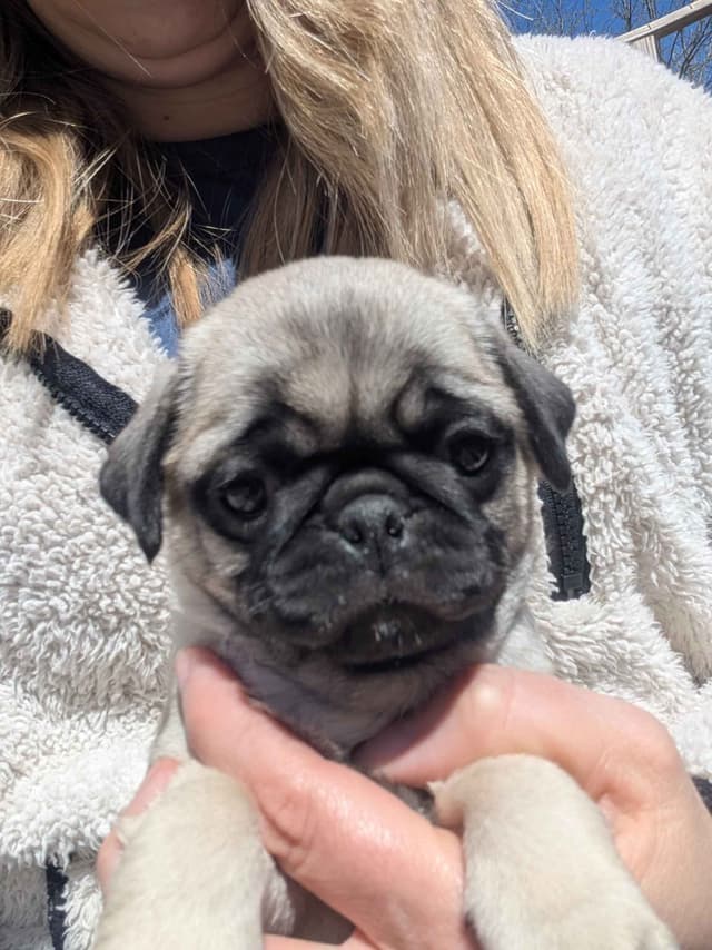 Pug Puppies media 10