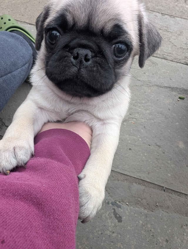 Pug Puppies media 11