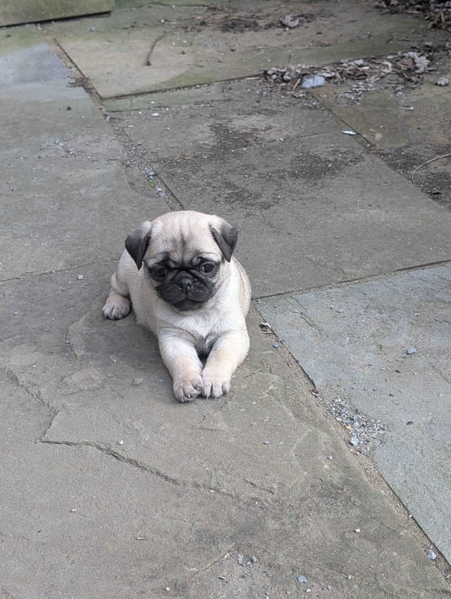Pug Puppies media 12