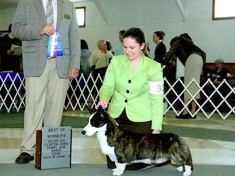 Cardigan Welsh Corgi Puppies breeder image 5