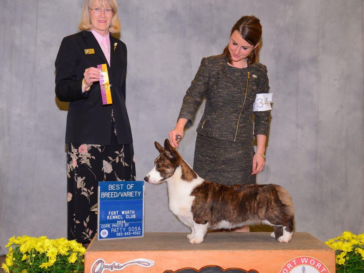 Cardigan Welsh Corgi Puppies breeder image 4