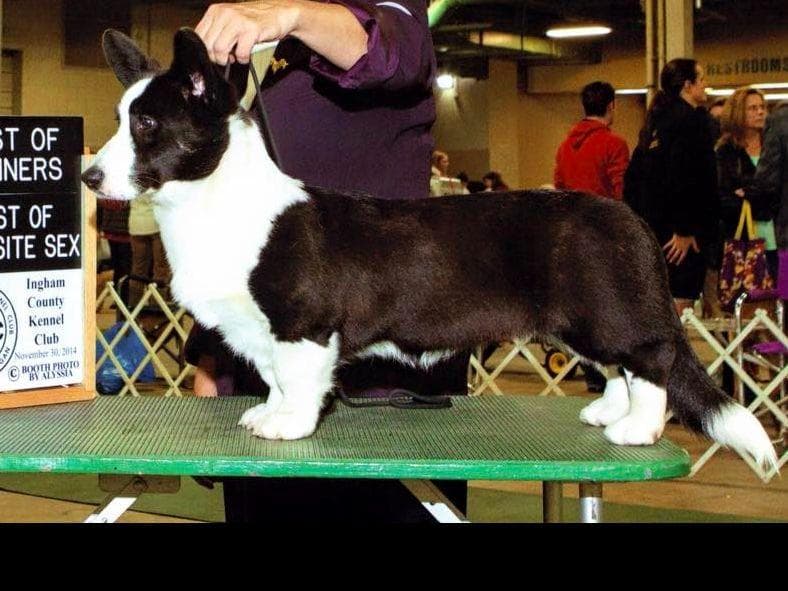 Cardigan Welsh Corgi Puppies breeder image 3
