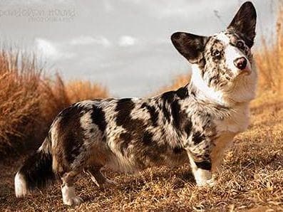 Cardigan Welsh Corgi Puppies breeder image 2