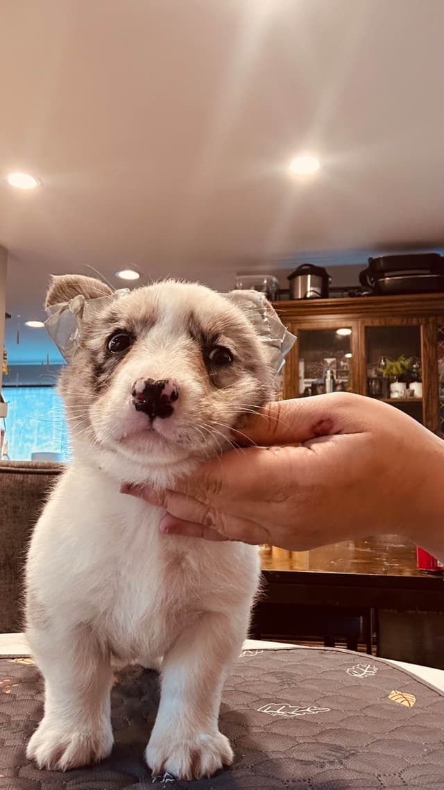Cardigan Welsh Corgi Puppies media 2