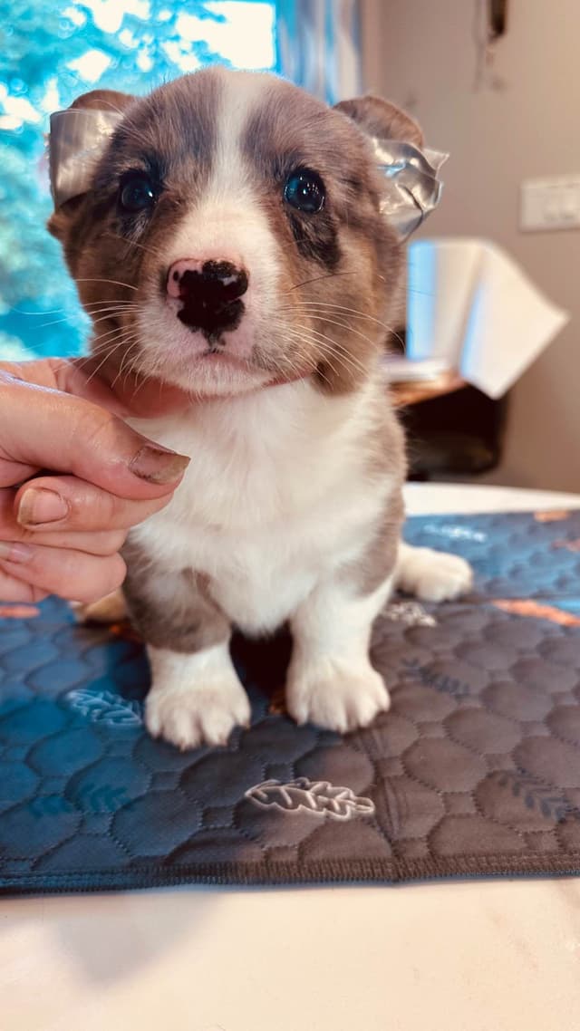 Cardigan Welsh Corgi Puppies media 3