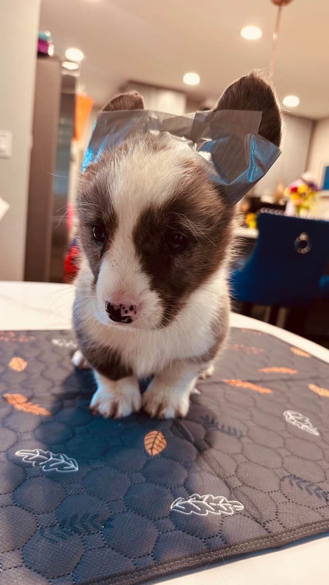 Cardigan Welsh Corgi Puppies media 4