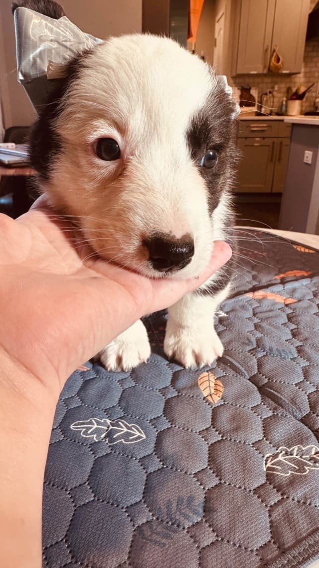 Cardigan Welsh Corgi Puppies media 5