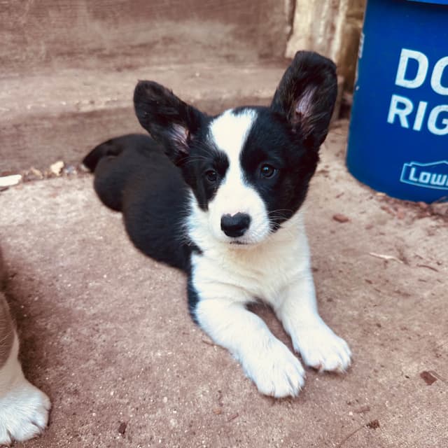 Cardigan Welsh Corgi Puppies media 6