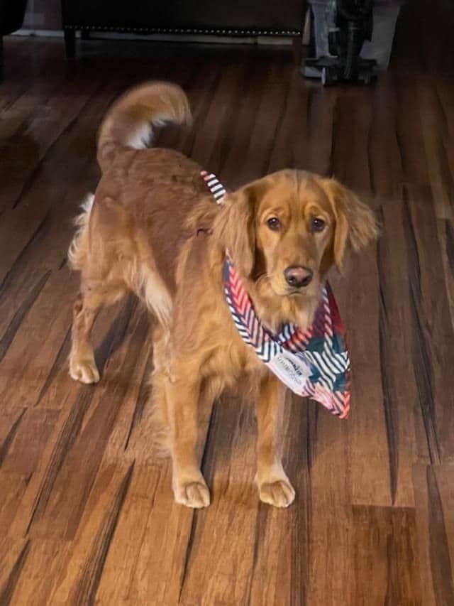 Golden Retriever Puppies born 6-2-2026 - Go home date 7-28-2026 breeder image 2