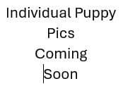 Golden Retriever Puppies born 6-2-2026 - Go home date 7-28-2026 breeder image 3
