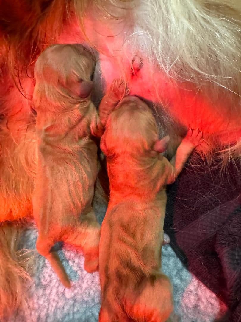 Golden Retriever Puppies born 6-2-2026 - Go home date 7-28-2026 breeder image 4