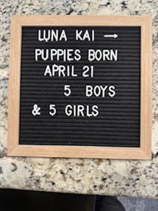 Golden Retriever Puppies born 6-2-2026 - Go home date 7-28-2026 breeder image 5