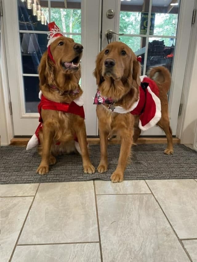 Golden Retriever Puppies born 6-2-2026 - Go home date 7-28-2026 breeder image 6