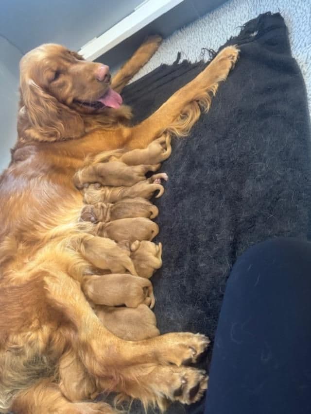 Golden Retriever Puppies born 6-2-2026 - Go home date 7-28-2026 breeder image 11