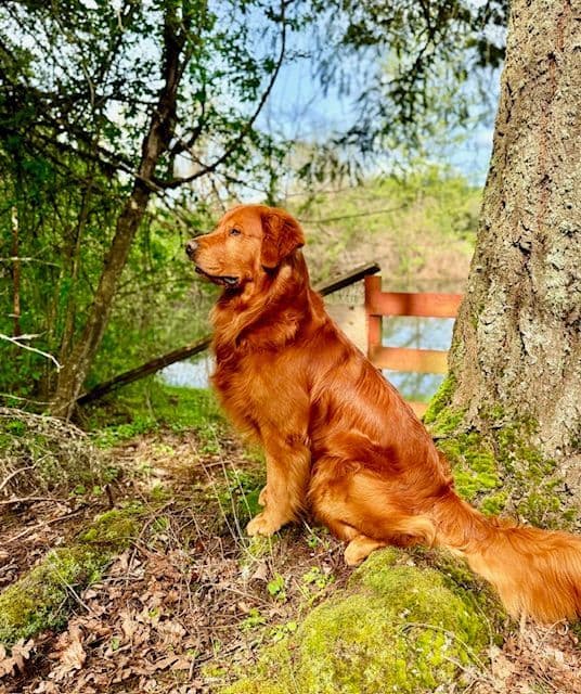 Golden Retriever Puppies born 6-2-2026 - Go home date 7-28-2026 media 6