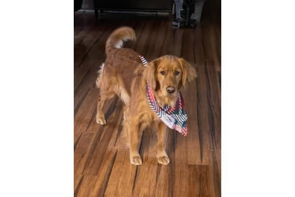 Golden Retriever Puppies born 6-2-2026 - Go home date 7-28-2026 media 2
