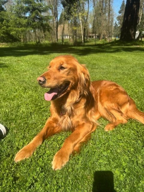 Golden Retriever Puppies born 6-2-2026 - Go home date 7-28-2026 media 4