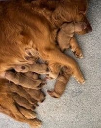 Golden Retriever Puppies born 6-2-2026 - Go home date 7-28-2026 media 7