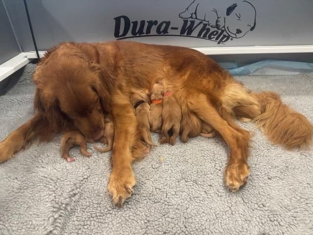 Golden Retriever Puppies born 6-2-2026 - Go home date 7-28-2026 media 8