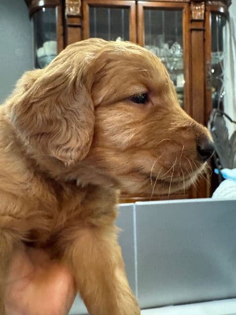 Golden Retriever Puppies born 6-2-2026 - Go home date 7-28-2026 media 9