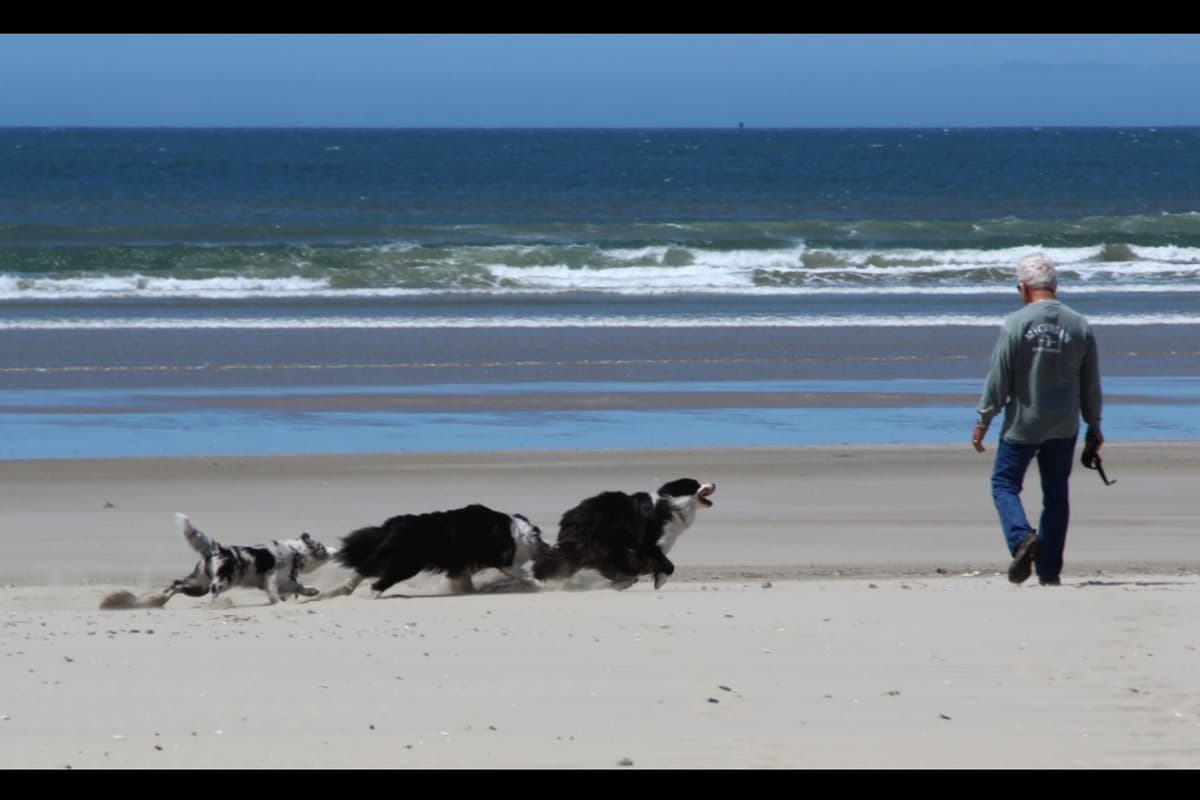 Border Collie Puppies breeder image 1