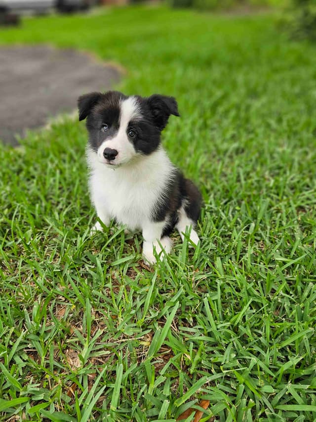 Border Collie Puppies media 2