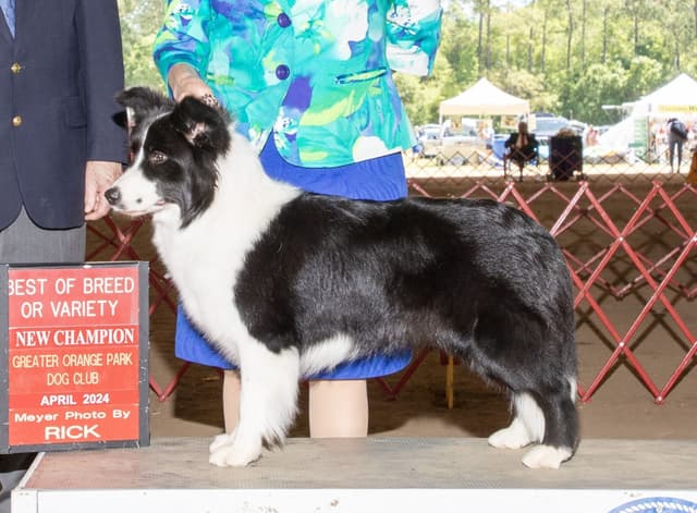 Border Collie Puppies media 5