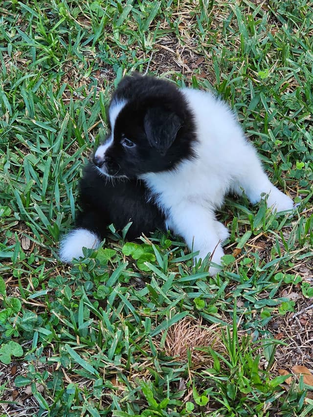 Border Collie Puppies media 7