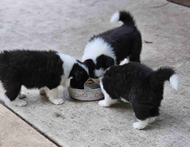 Border Collie Puppies media 9