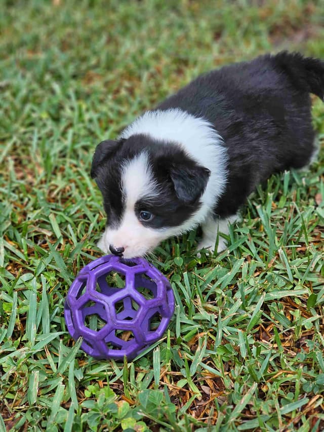 Border Collie Puppies media 10