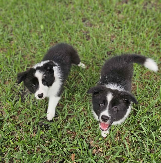 Border Collie Puppies media 11